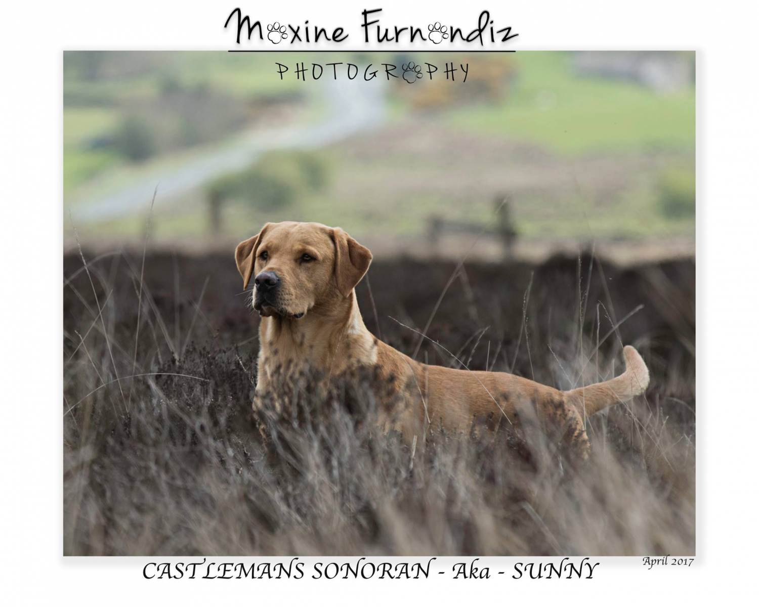 Castlemans-Sonoran_06